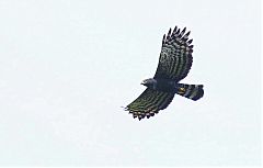 Black Hawk-Eagle